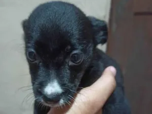 Cachorro raça Misturado  idade 2 a 6 meses nome Amora