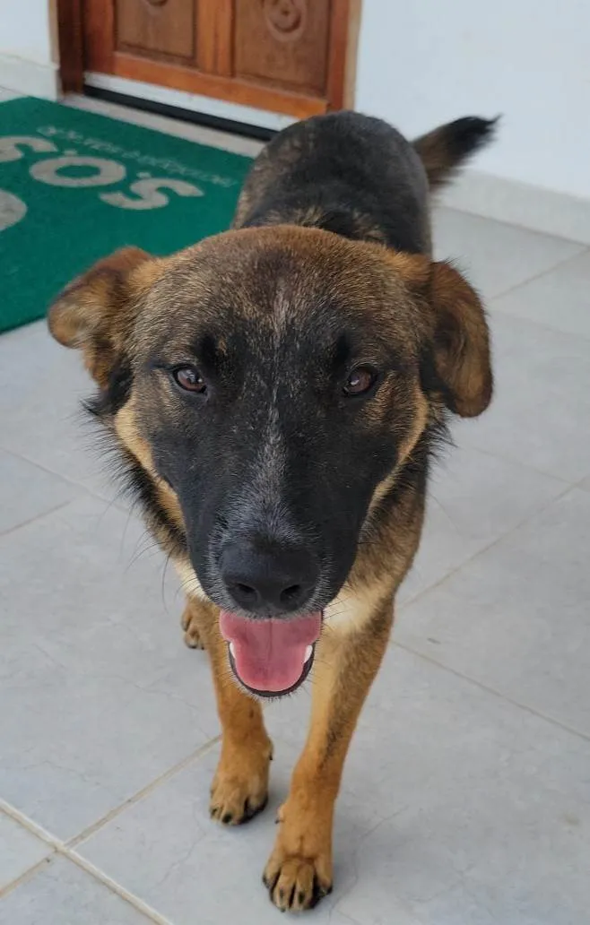 Cachorro raça Srd idade 7 a 11 meses nome SHEIK