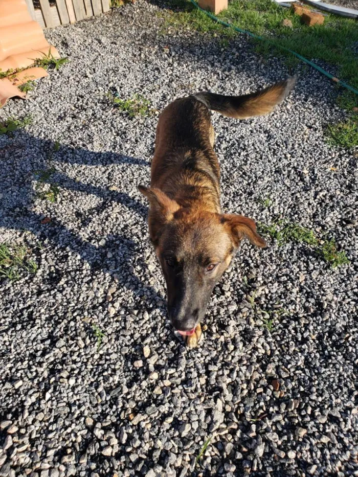 Cachorro raça Srd idade 7 a 11 meses nome SHEIK