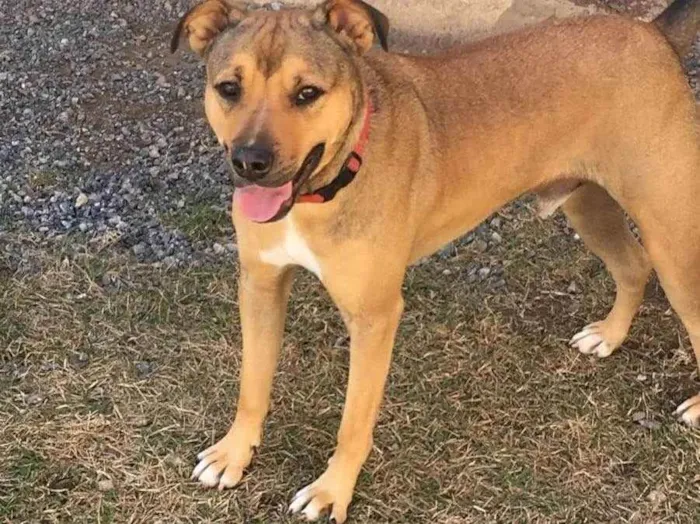 Cachorro raça Srd idade 2 anos nome HULK