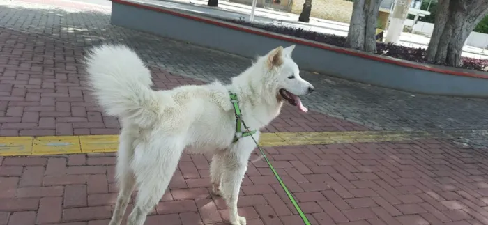 Cachorro ra a Akita inu  idade 2 anos nome Bruce