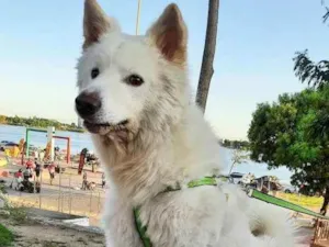 Cachorro raça Akita inu  idade 2 anos nome Bruce