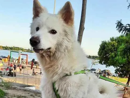 Cachorro ra a Akita inu  idade 2 anos nome Bruce