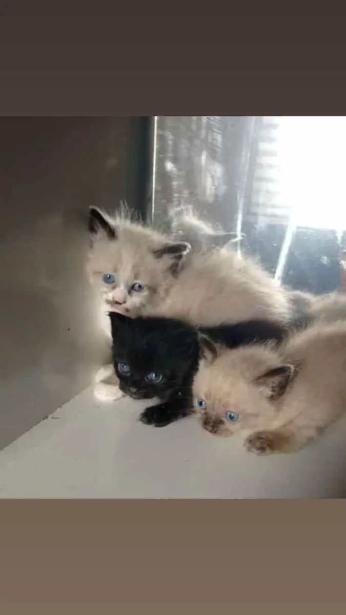 Gato ra a Siamês  idade Abaixo de 2 meses nome Sem nomes ainda