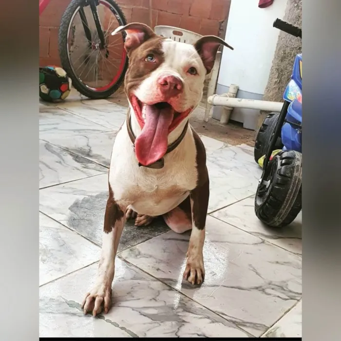 Cachorro ra a Pit bull idade 3 anos nome Fred