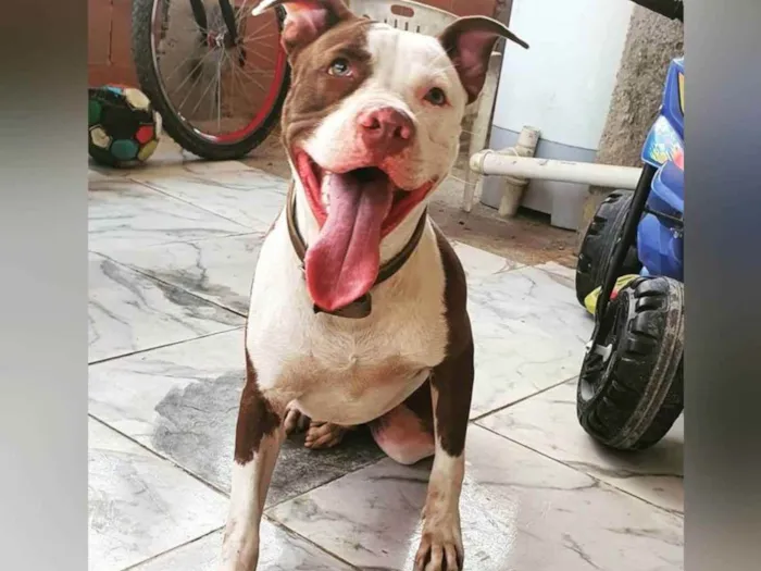 Cachorro ra a Pit bull idade 3 anos nome Fred