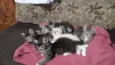 Léo, Pompom, Brisa, 