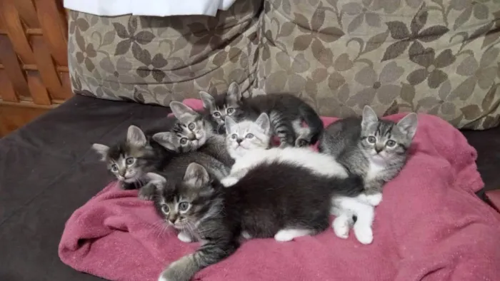 Gato ra a Indefinida idade 7 a 11 meses nome Léo, Pompom, Brisa, 