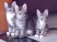 Léo, Pompom, Brisa, 