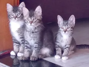 Gato raça Indefinida idade 7 a 11 meses nome Léo, Pompom, Brisa, 