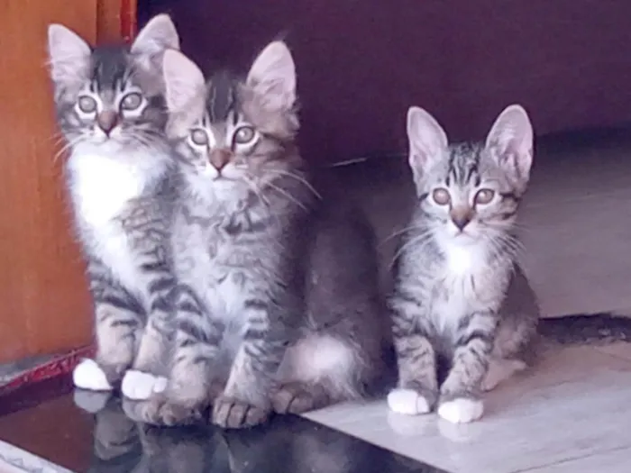Gato ra a Indefinida idade 7 a 11 meses nome Léo, Pompom, Brisa, 