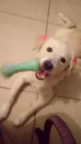 Perola
