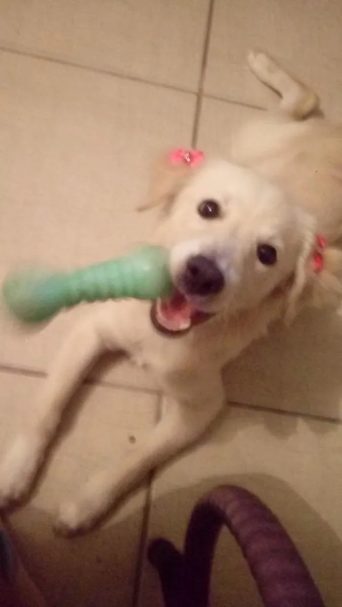 Cachorro raça Poodle com border collie idade 2 a 6 meses nome Perola