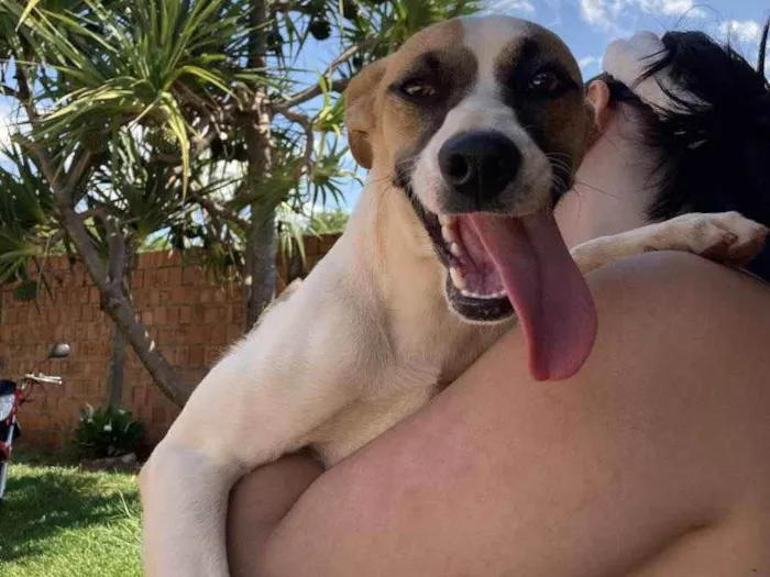 Cachorro ra a sem raça definida idade 7 a 11 meses nome Sem nome