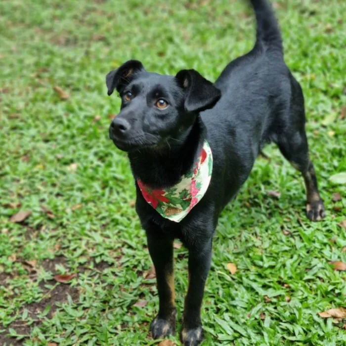Cachorro ra a Srd idade 2 a 6 meses nome CAFEÍNA