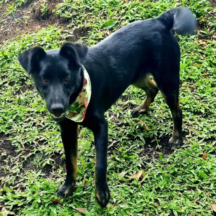 Cachorro ra a Srd idade 2 a 6 meses nome CAFEÍNA
