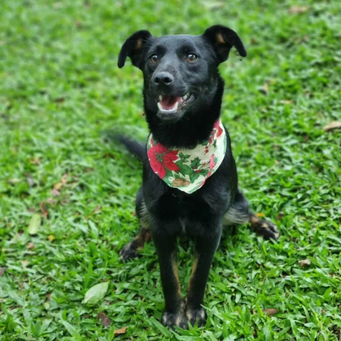 Cachorro ra a Srd idade 2 a 6 meses nome CAFEÍNA