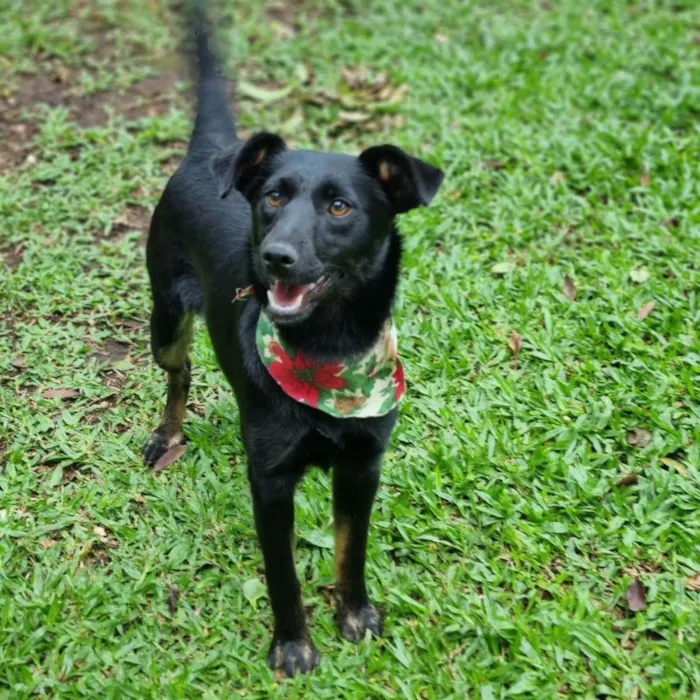Cachorro ra a Srd idade 2 a 6 meses nome CAFEÍNA