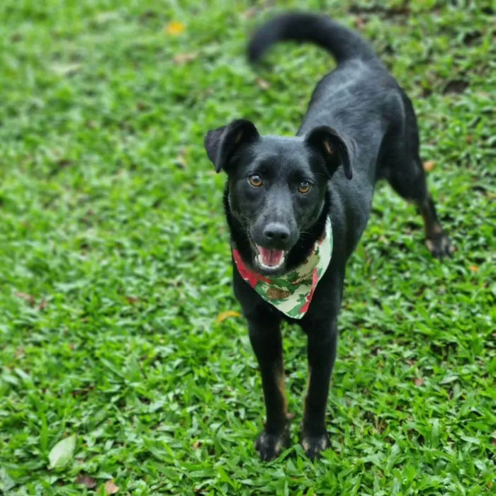 Cachorro ra a Srd idade 2 a 6 meses nome CAFEÍNA