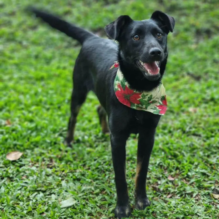 Cachorro ra a Srd idade 2 a 6 meses nome CAFEÍNA