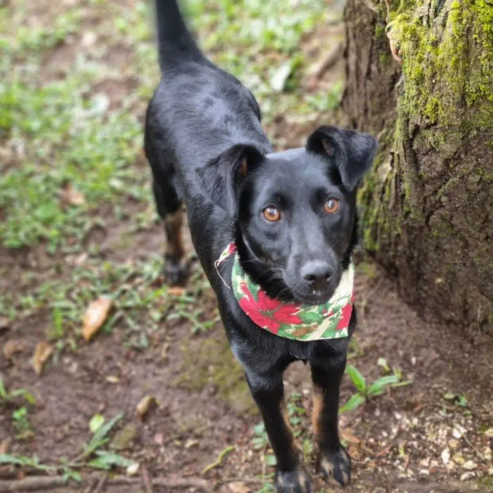 Cachorro ra a Srd idade 2 a 6 meses nome CAFEÍNA