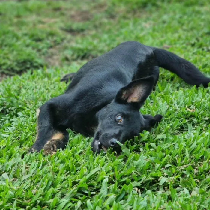 Cachorro ra a Srd idade 2 a 6 meses nome CAFEÍNA