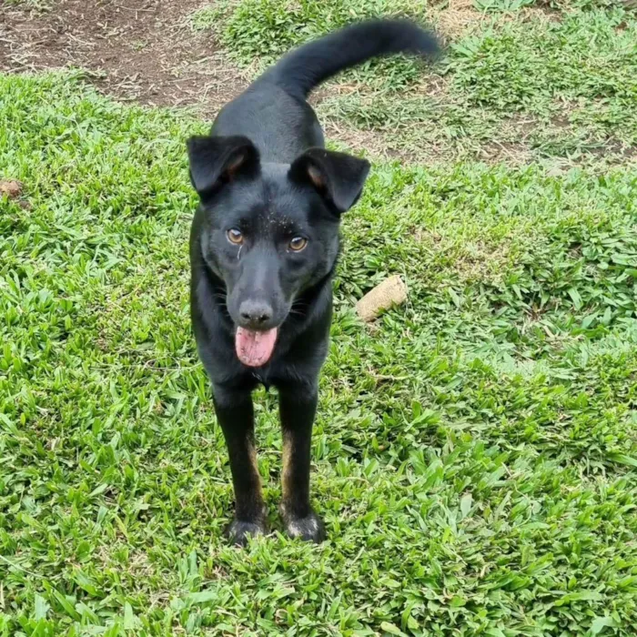 Cachorro ra a Srd idade 2 a 6 meses nome CAFEÍNA