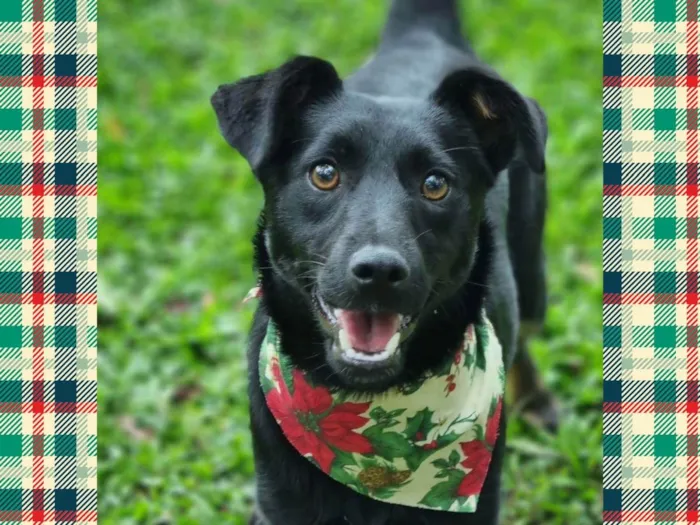 Cachorro ra a Srd idade 2 a 6 meses nome CAFEÍNA
