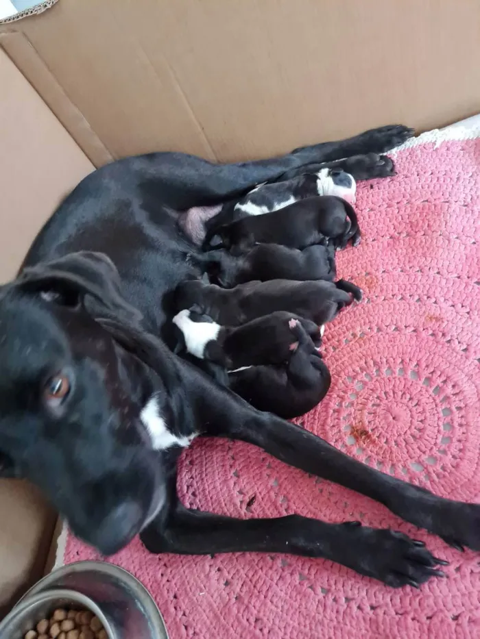 Cachorro ra a Pit bul com dalmata idade 2 a 6 meses nome Sem nome 