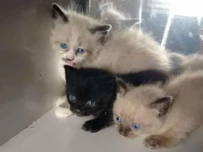 Gato ra a Siamês  idade Abaixo de 2 meses nome Sem nomes ainda