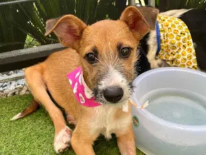 Cachorro raça SRD  idade 2 a 6 meses nome Sem Nome