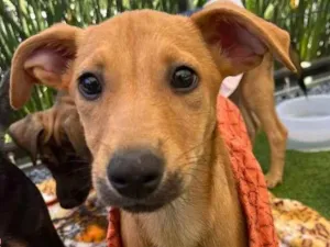 Cachorro raça SRD  idade 2 a 6 meses nome Sem Nome