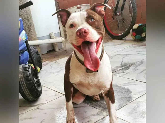 Cachorro ra a Pit bull idade 3 anos nome Fred