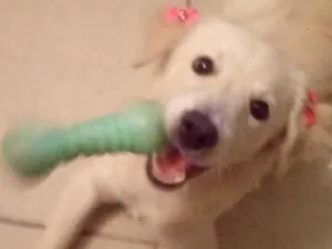 Cachorro raça Poodle com border collie idade 2 a 6 meses nome Perola