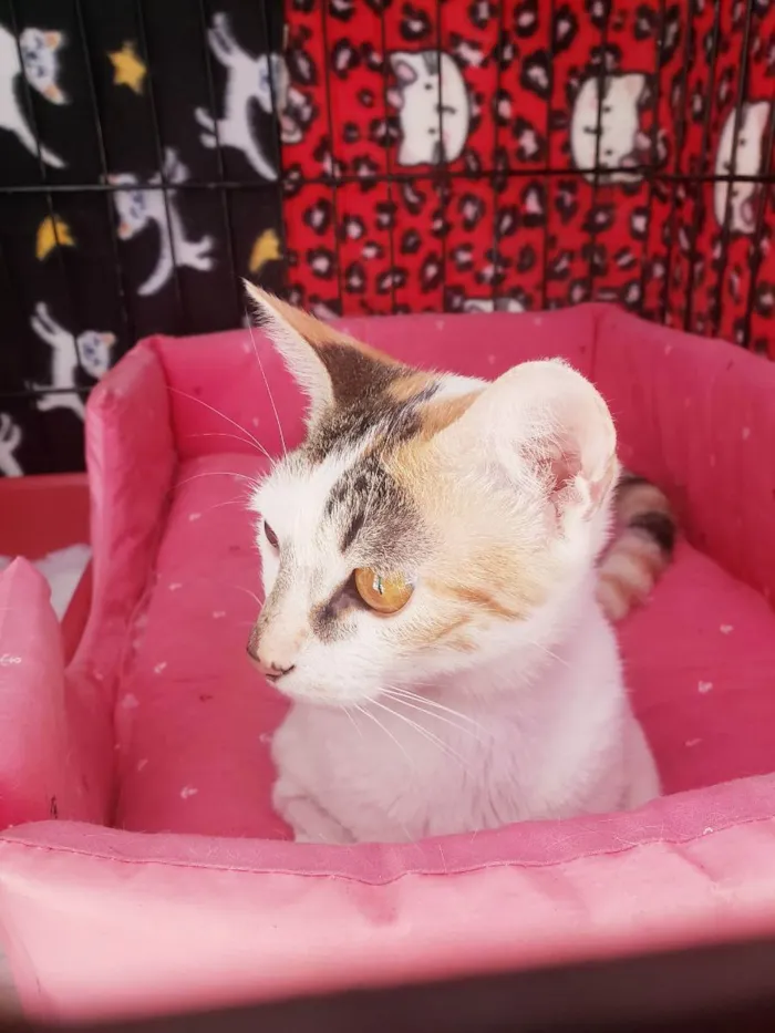 Gato ra a Srd  idade 3 anos nome Madhu