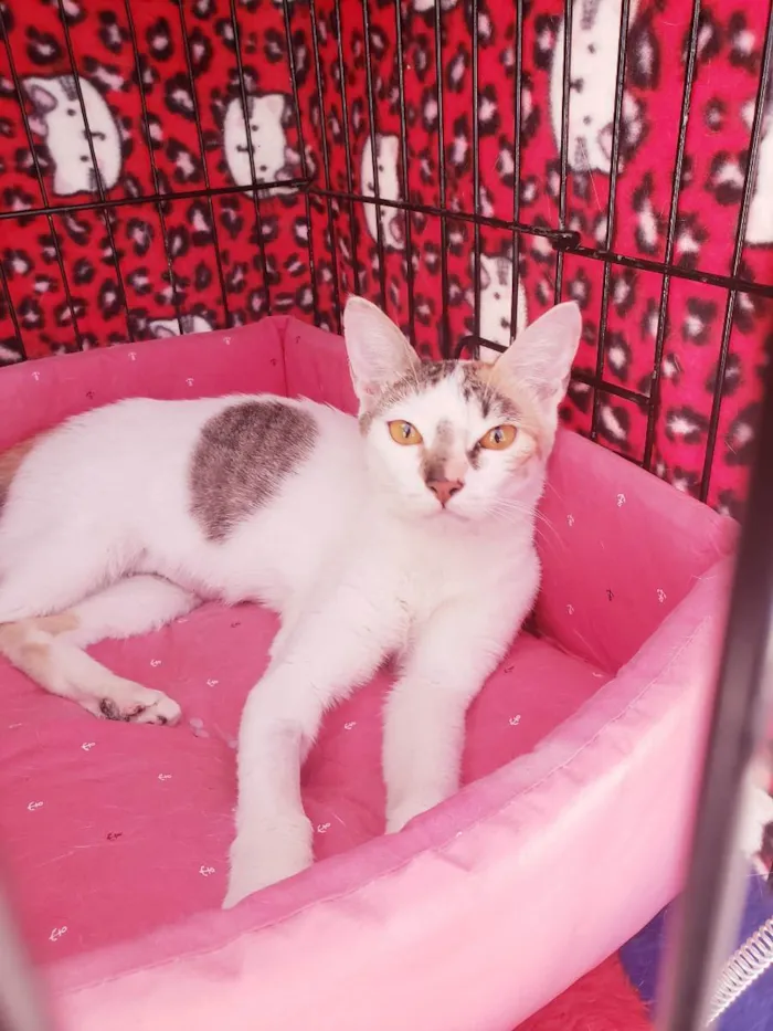 Gato ra a Srd  idade 3 anos nome Madhu