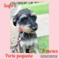 Cachorro raça Srd idade 7 a 11 meses nome Safira 