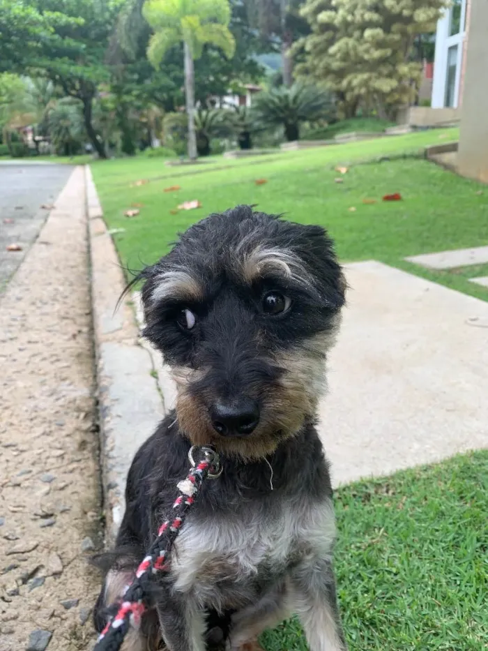 Cachorro raça Srd idade 7 a 11 meses nome Safira 