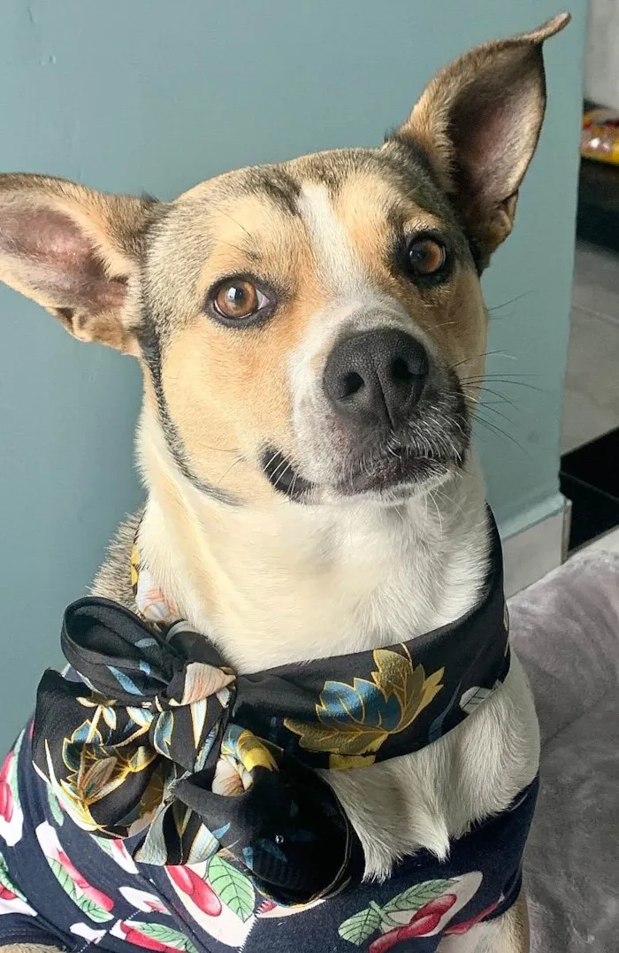 Cachorro ra a Sem raça  idade 2 anos nome Bubu