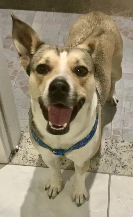 Cachorro ra a Sem raça  idade 2 anos nome Bubu