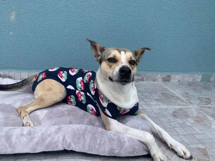 Cachorro ra a Sem raça  idade 2 anos nome Bubu