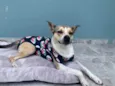 Bubu