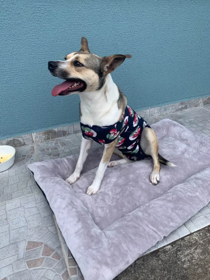 Cachorro ra a Sem raça  idade 2 anos nome Bubu