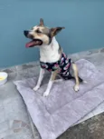 Bubu