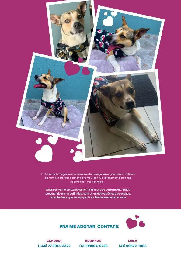Cachorro ra a Sem raça  idade 2 anos nome Bubu
