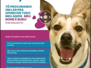 Cachorro raça Sem raça  idade 2 anos nome Bubu