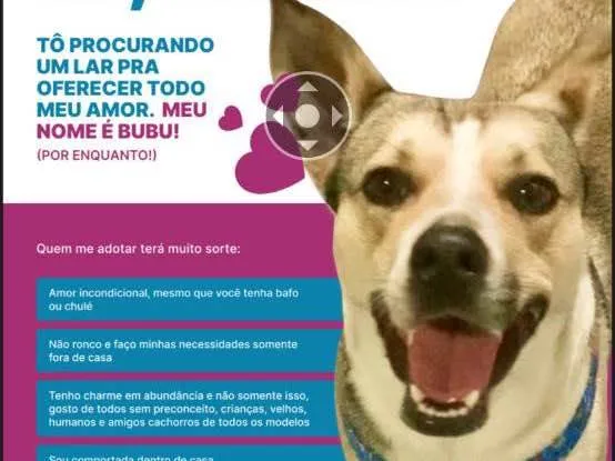 Cachorro ra a Sem raça  idade 2 anos nome Bubu