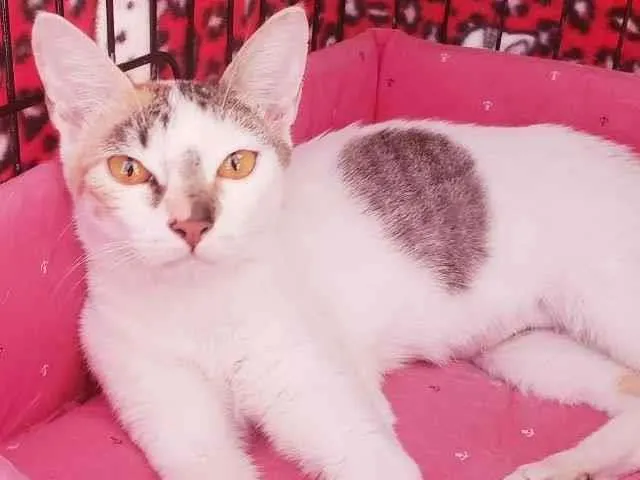 Gato ra a Srd  idade 3 anos nome Madhu