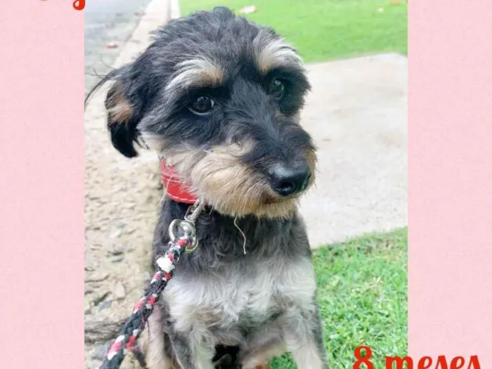 Cachorro raça Srd idade 7 a 11 meses nome Safira 