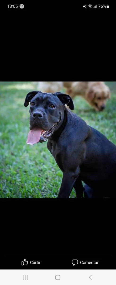 Cachorro ra a Cane Corso idade 4 anos nome Magá